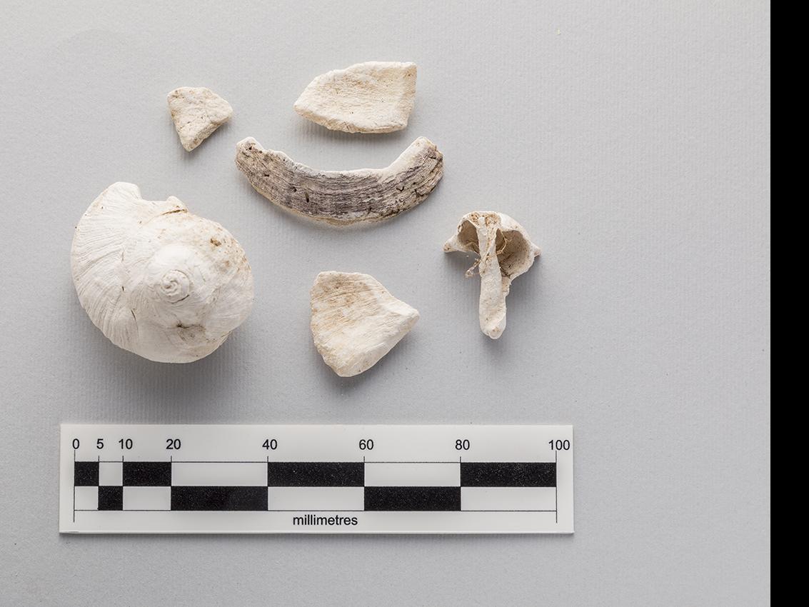 Restos de lapa (Fisurella sp.), caracoles (Tegula sp. y no identificado) y fragmentos de concha sin identificación taxonómica
